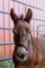 Responding to Responders Program