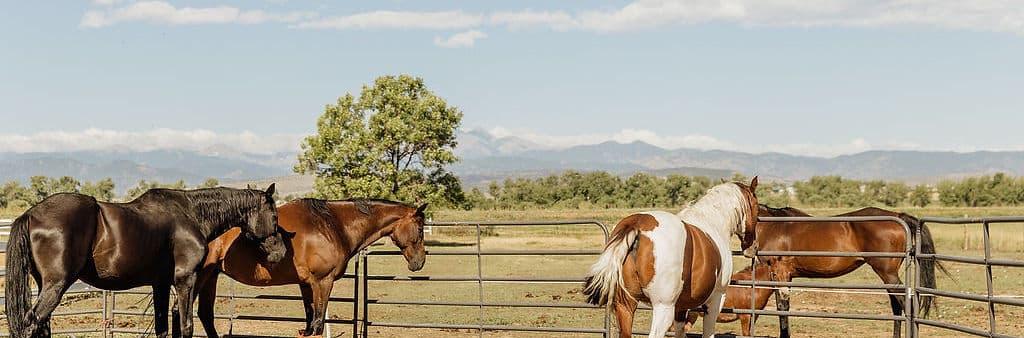 Acres of Hope Ranch panorama